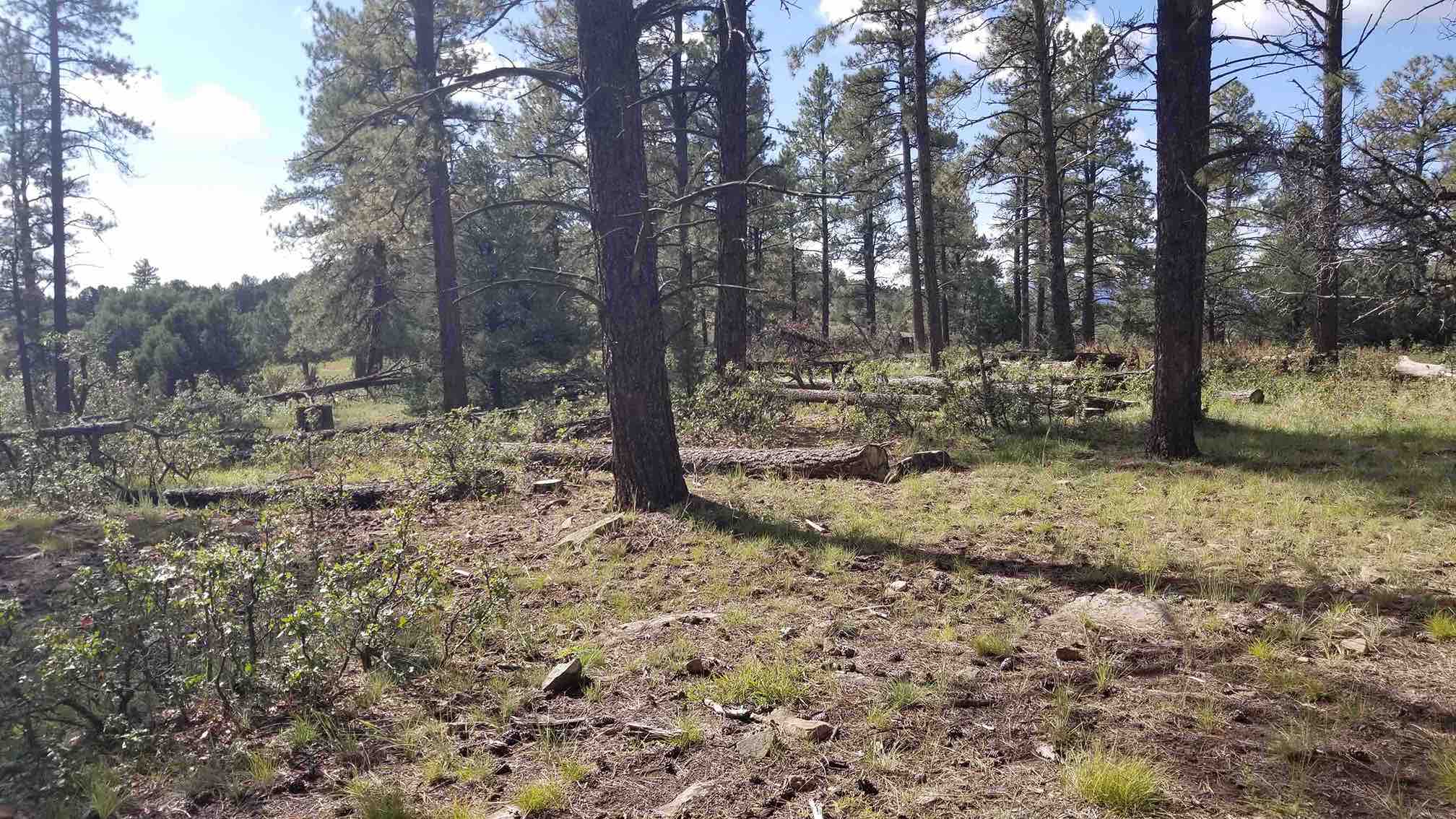 Adams ranch fuel break photo of forest with trees that have been cut down