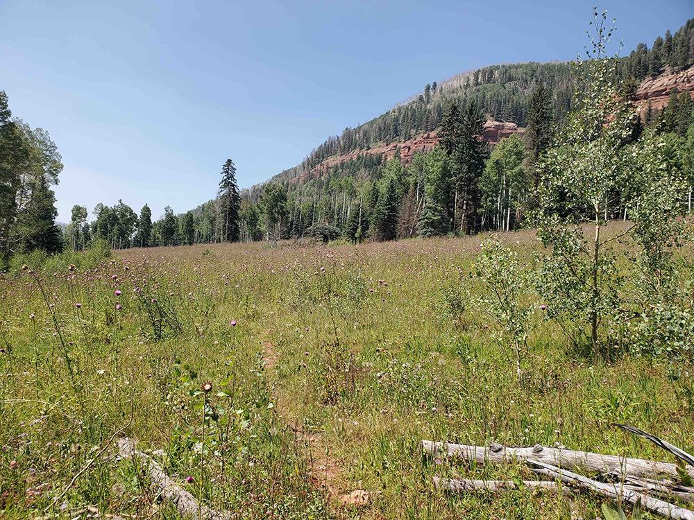 Bear Creek invasive species removal image with trail and aspen and pine trees