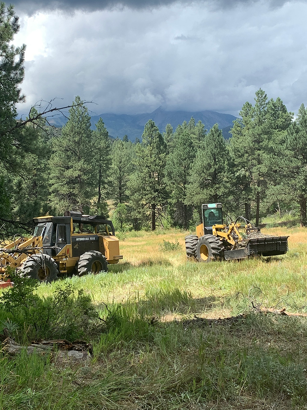 forest with tractors