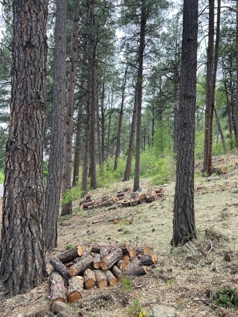 San Juan Watershed forest with cut trees